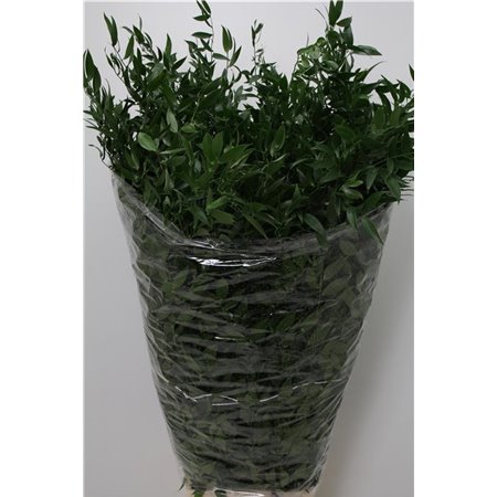 Ruskus Long 5 stem (p. bunch) c3772