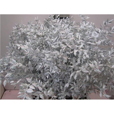 Ruskus Prik White Glitter c3794