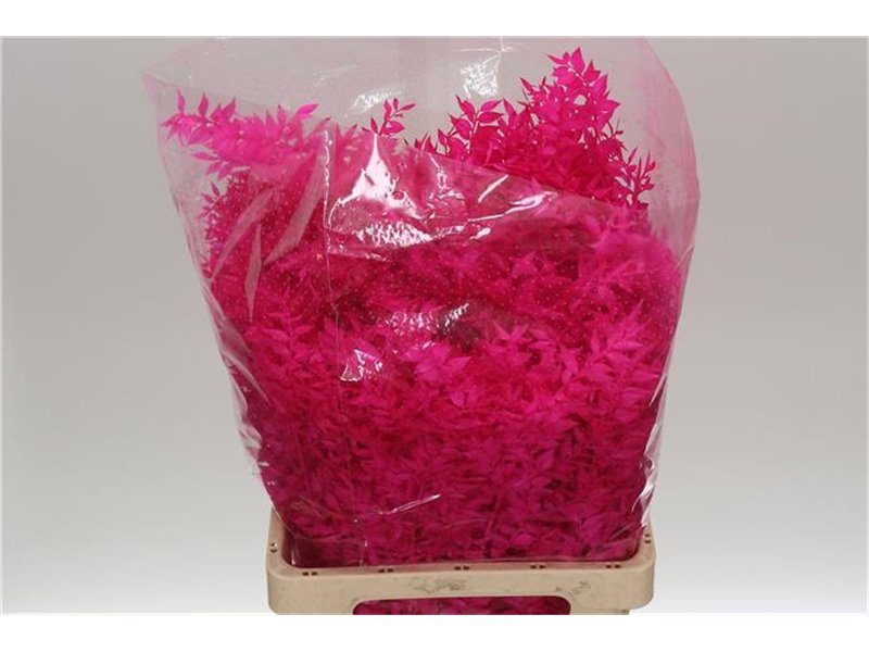 Ruskus Wild Cerise c3795