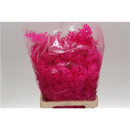 Ruskus Wild Cerise c3795