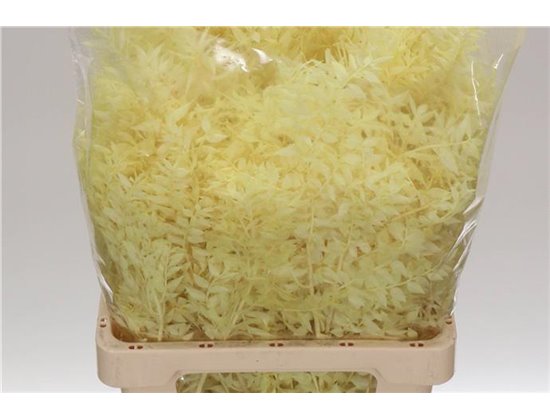 Ruskus Wild Cream c3796