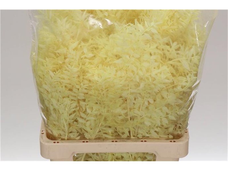 Ruskus Wild Cream c3796