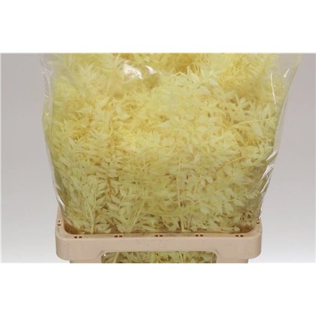 Ruskus Wild Cream c3796