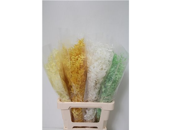 Ruskus Wild Mixed Fresh Contrast c3798