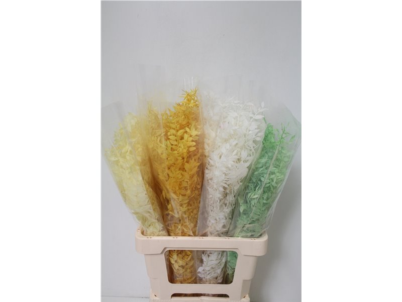 Ruskus Wild Mixed Fresh Contrast c3798