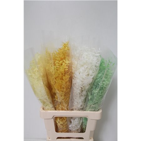 Ruskus Wild Mixed Fresh Contrast c3798