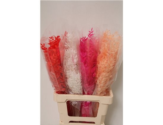 Ruskus Wild Mixed Royal Balance c3799