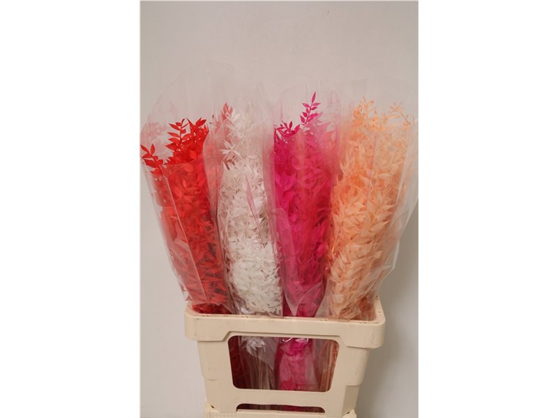 Ruskus Wild Mixed Royal Balance c3799