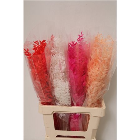 Ruskus Wild Mixed Royal Balance c3799