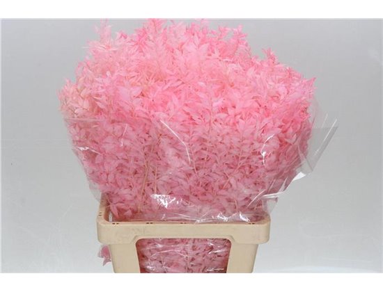 Ruskus Wild Pink Light c3800