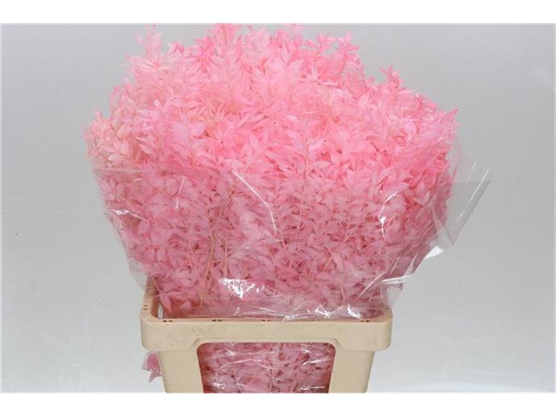 Ruskus Wild Pink Light c3800