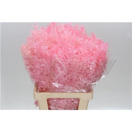 Ruskus Wild Pink Light c3800