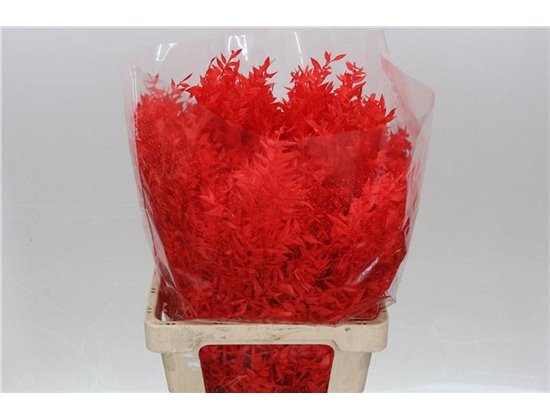 Ruskus Wild Red c3801