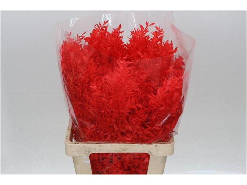 Ruskus Wild Red c3801