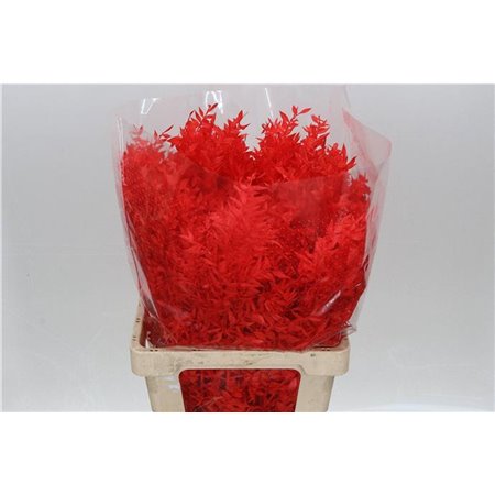 Ruskus Wild Red c3801