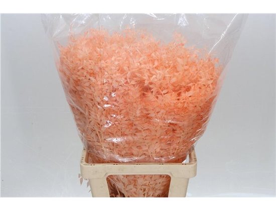 Ruskus Wild Red c3802