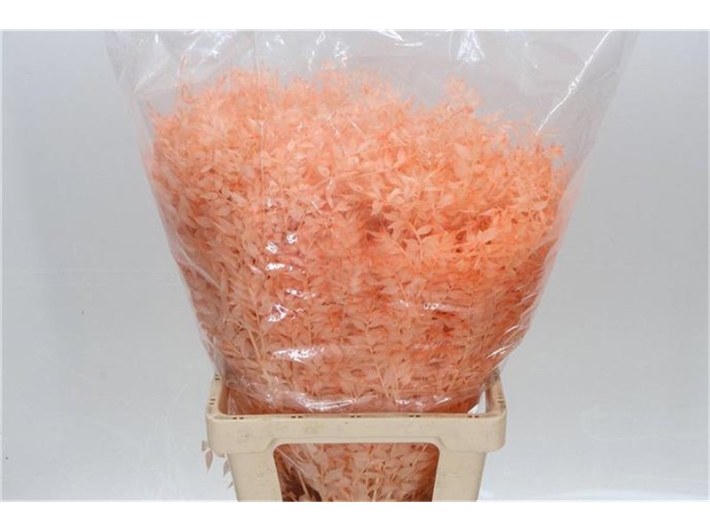 Ruskus Wild Red c3802