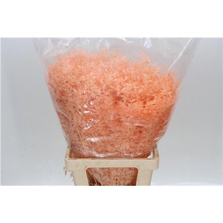 Ruskus Wild Red c3802