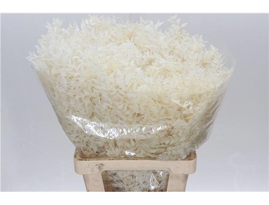 Ruskus Wild White c3803