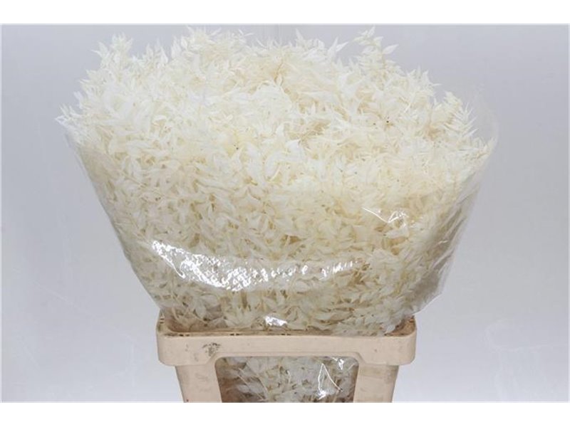 Ruskus Wild White c3803