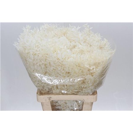 Ruskus Wild White c3803