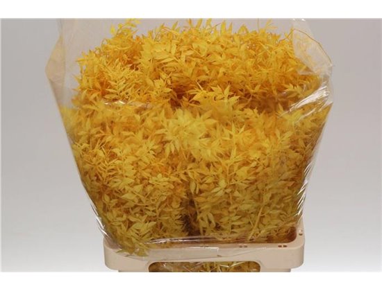 Ruskus Wild Yellow c3804