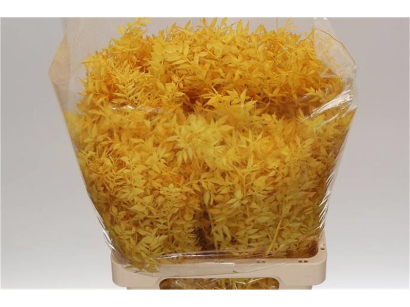 Ruskus Wild Yellow c3804