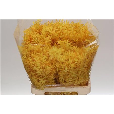 Ruskus Wild Yellow c3804