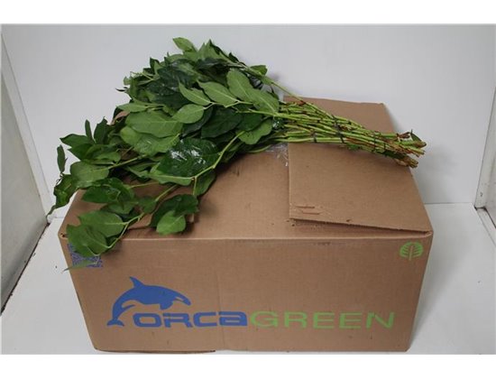 Ruskus Wild Yellow c3805