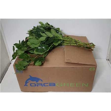 Ruskus Wild Yellow c3805