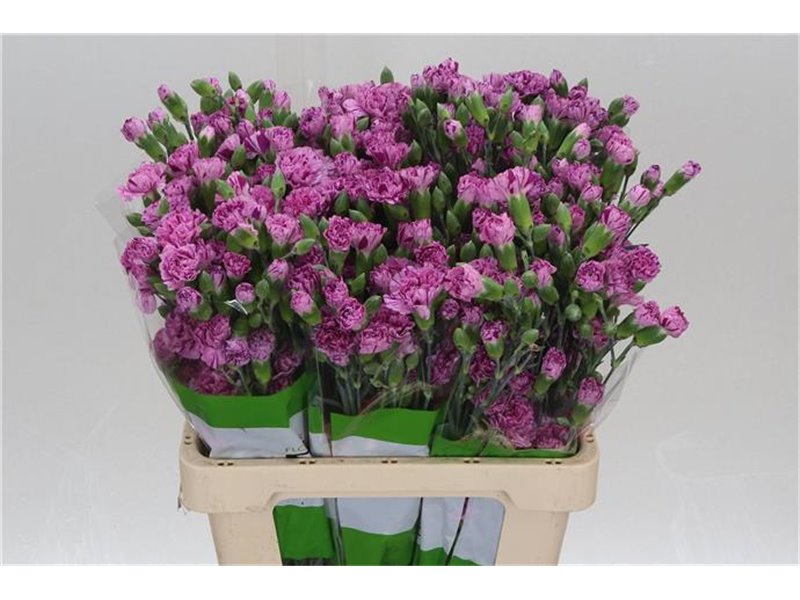 Nagelj Burlesque c3972