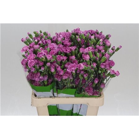 Nagelj Burlesque c3972