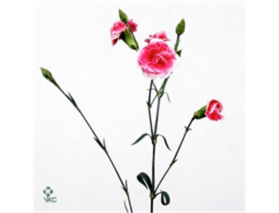 Nagelj Chateau c3975