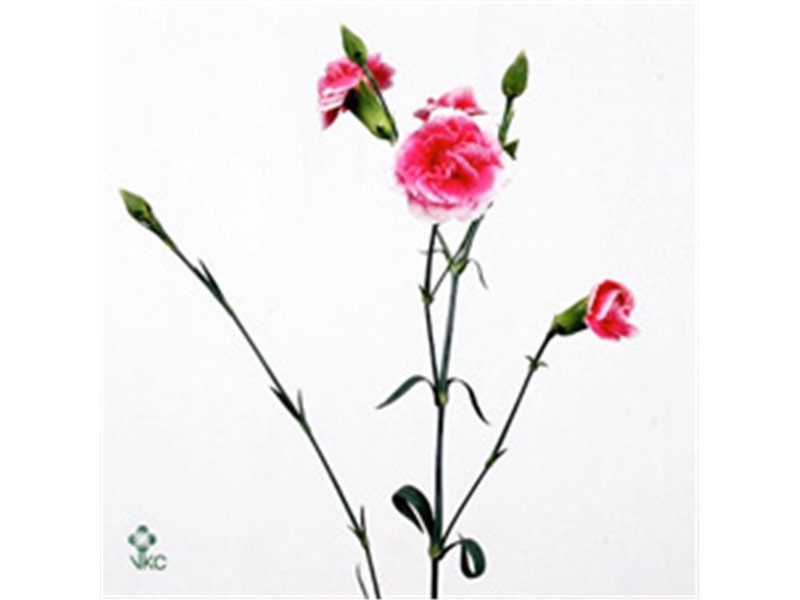 Nagelj Chateau c3975