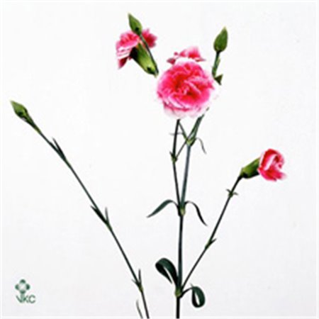 Nagelj Chateau c3975