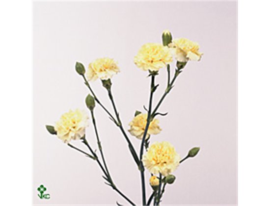 Nagelj Creme Intermezzo c3976