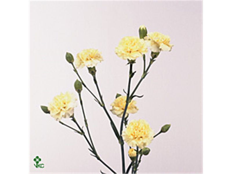 Nagelj Creme Intermezzo c3976