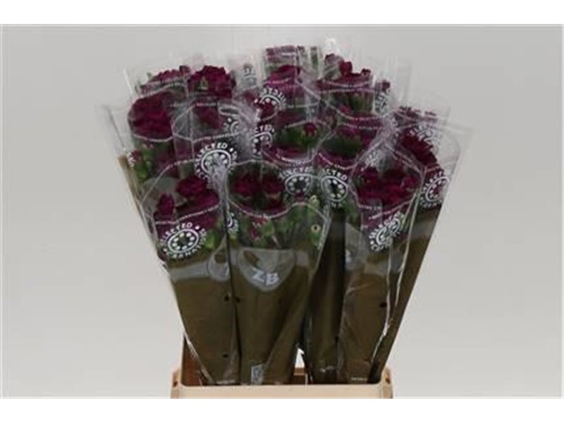 Nagelj Epsilon c3978