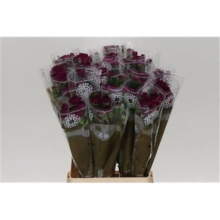 Nagelj Epsilon c3978