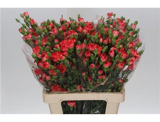 Nagelj Fire Flame c3979