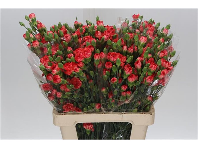 Nagelj Fire Flame c3979