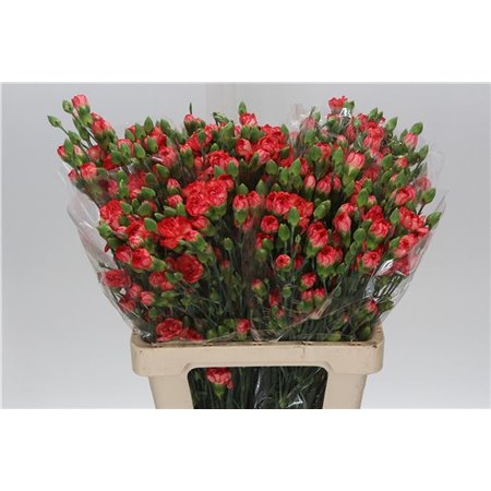 Nagelj Fire Flame c3979