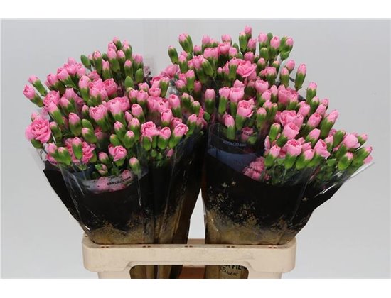 Nagelj Pink Pigeon c3985