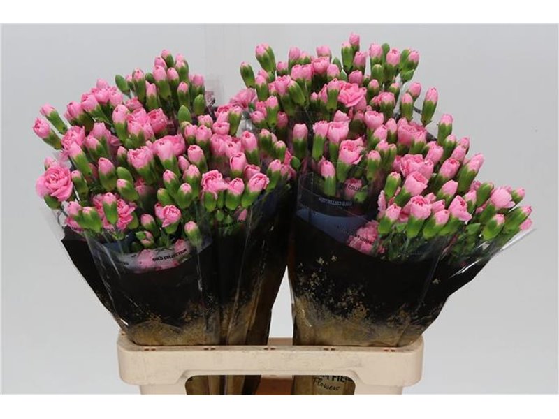 Nagelj Pink Pigeon c3985