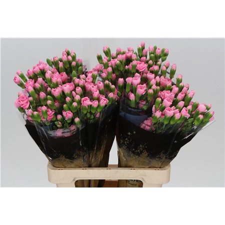 Nagelj Pink Pigeon c3985