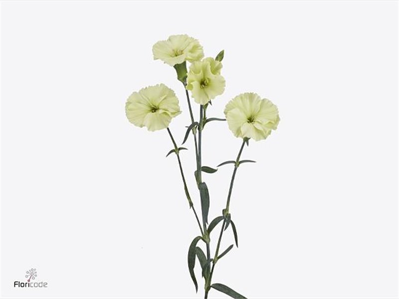 Nagelj Single flowered Solomio Bern c3987