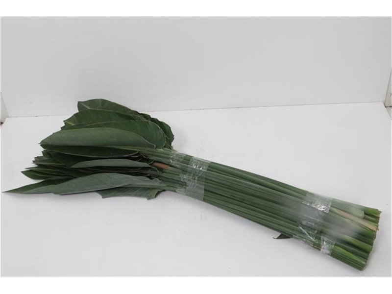 Strelicija Leaf c4003