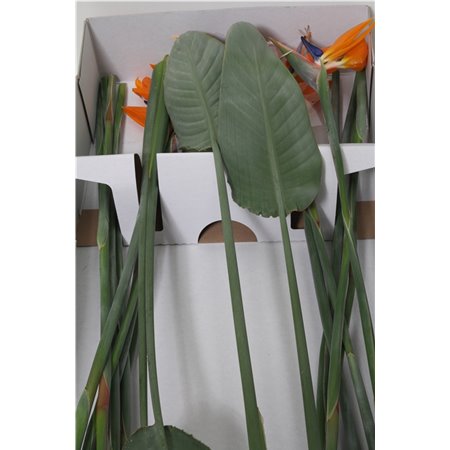 Strelicija Leaf c4004