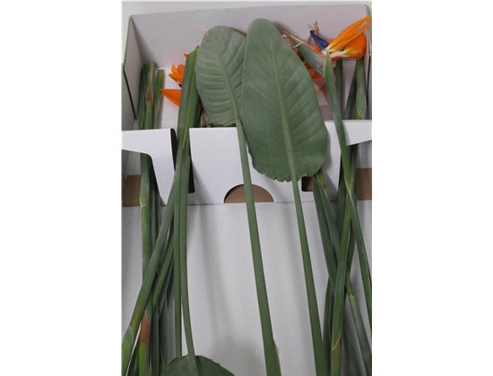 Strelicija Reginae Holl X16 c4005