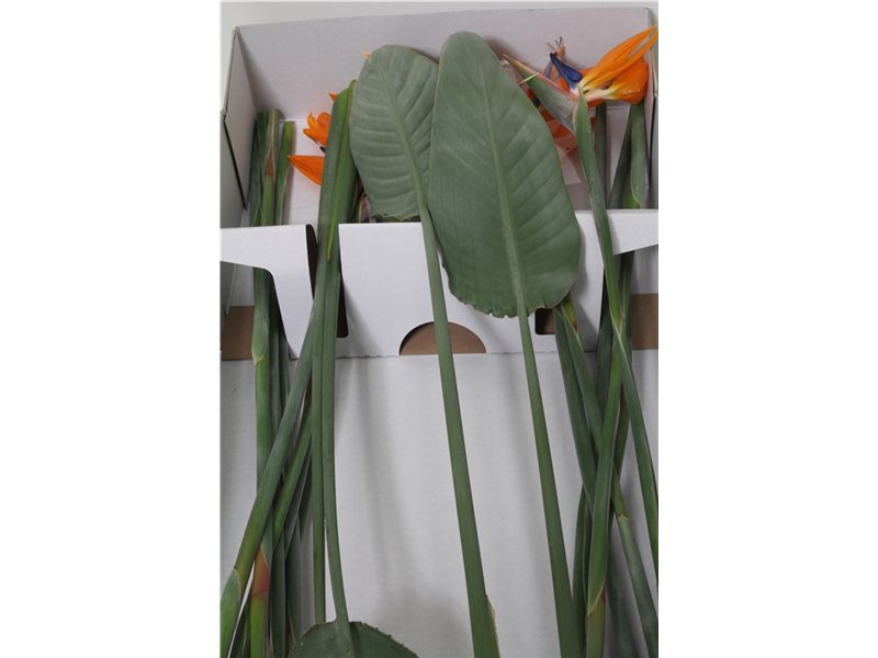 Strelicija Reginae Holl X16 c4005